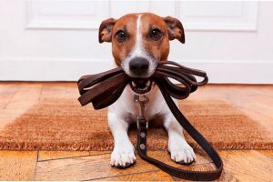 Повільна назва маска для маски собаки Повільна назва маска для маски собаки